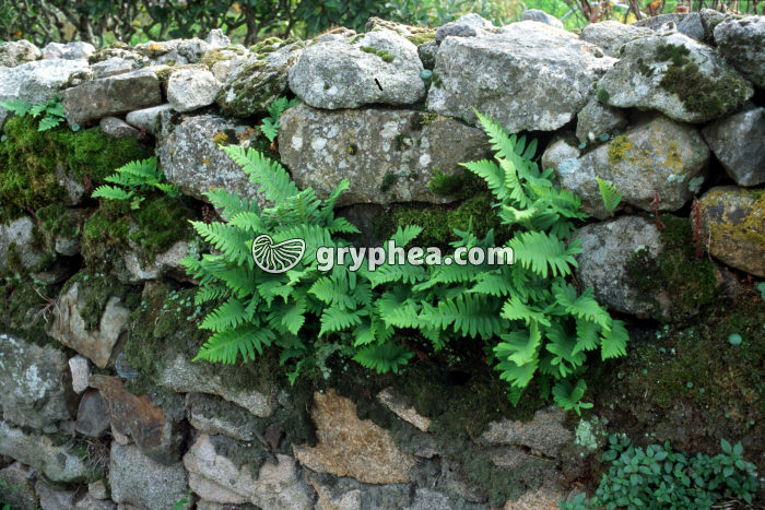 Vieux mur avec Polypodes - gryphea.com